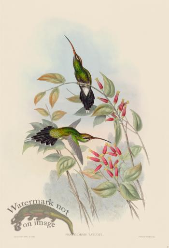 Gould Hummingbird 027